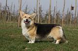 CORGI PEMBROKE 902